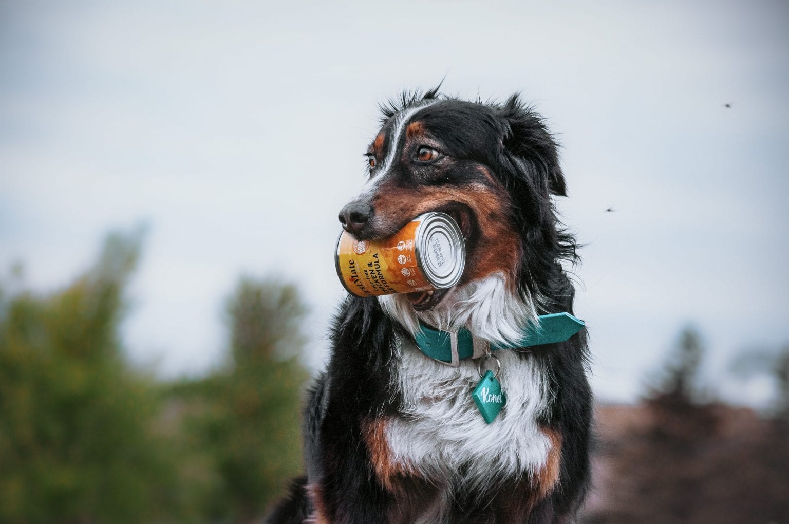 Things You Didn't Know About Our Cannery! FirstMate Pet Foods