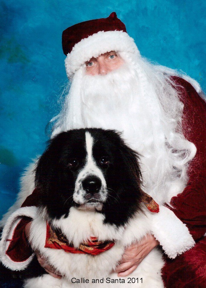 A Success Story with Callie the Newfoundland FirstMate Pet Foods