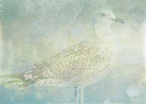 Seagull Sonata © First Night Design