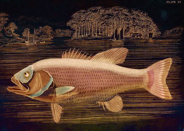Pink Salmon © Sarah Vernon