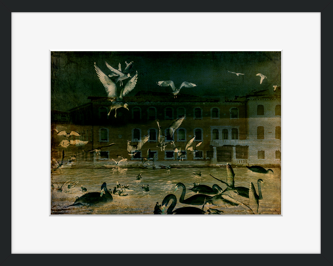 Dark Angels © Sarah Vernon