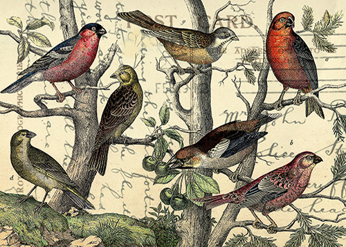 Finches Looking © Sarah Vernon