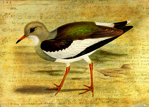 ‘Like a Lapwing’ © Sarah Vernon