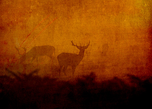 Shadow Deer © Sarah Vernon Greeting Cards