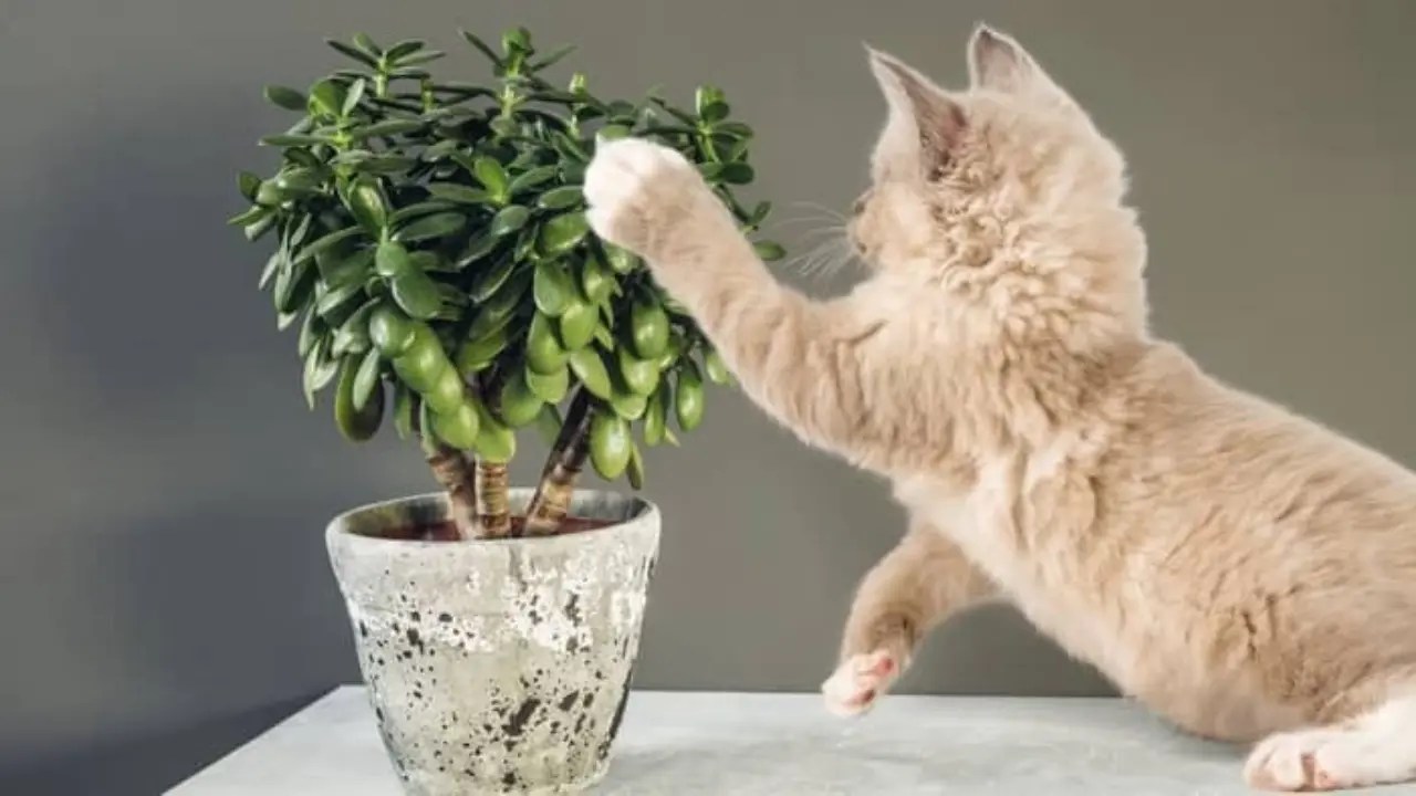 Are Money Trees Toxic to Cats?