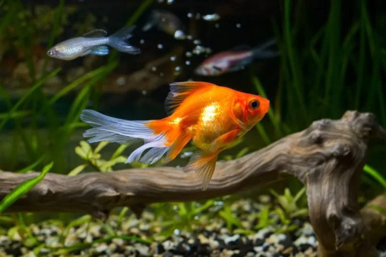 What to Do With Unwanted Pet Fish 6 Options Explained First Quarter