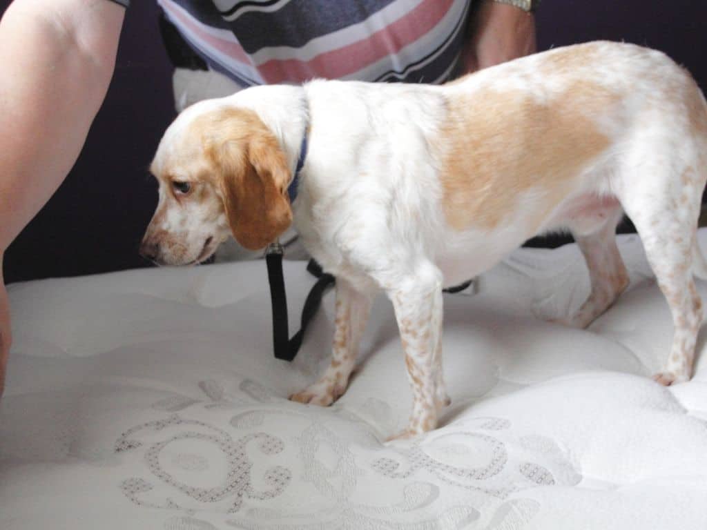 How Dogs Detect And Sniff Detect Bugs? First Response Bed Bug Dogs