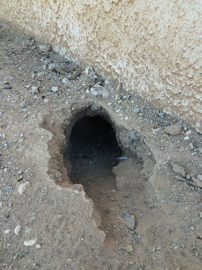 Cute, but destructive 1st Response Wildlife Helps a Homeowner with a