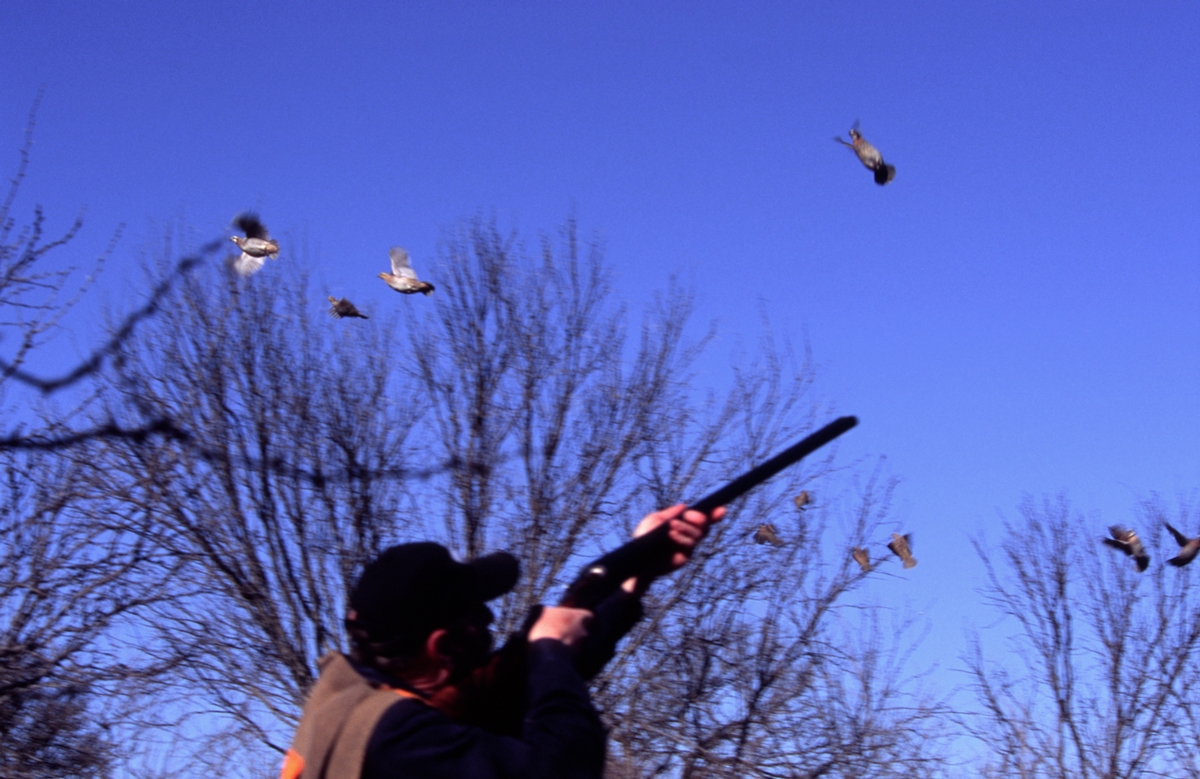 First Shot Outfitters Quail Hunts Photo Gallery