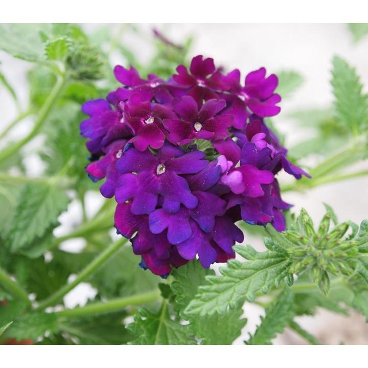Verbena Empress Flair Violet Blue from First Step Greenhouses