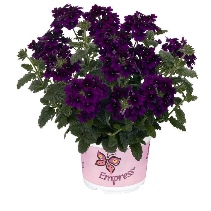 Verbena Empress Flair Violet Blue from First Step Greenhouses