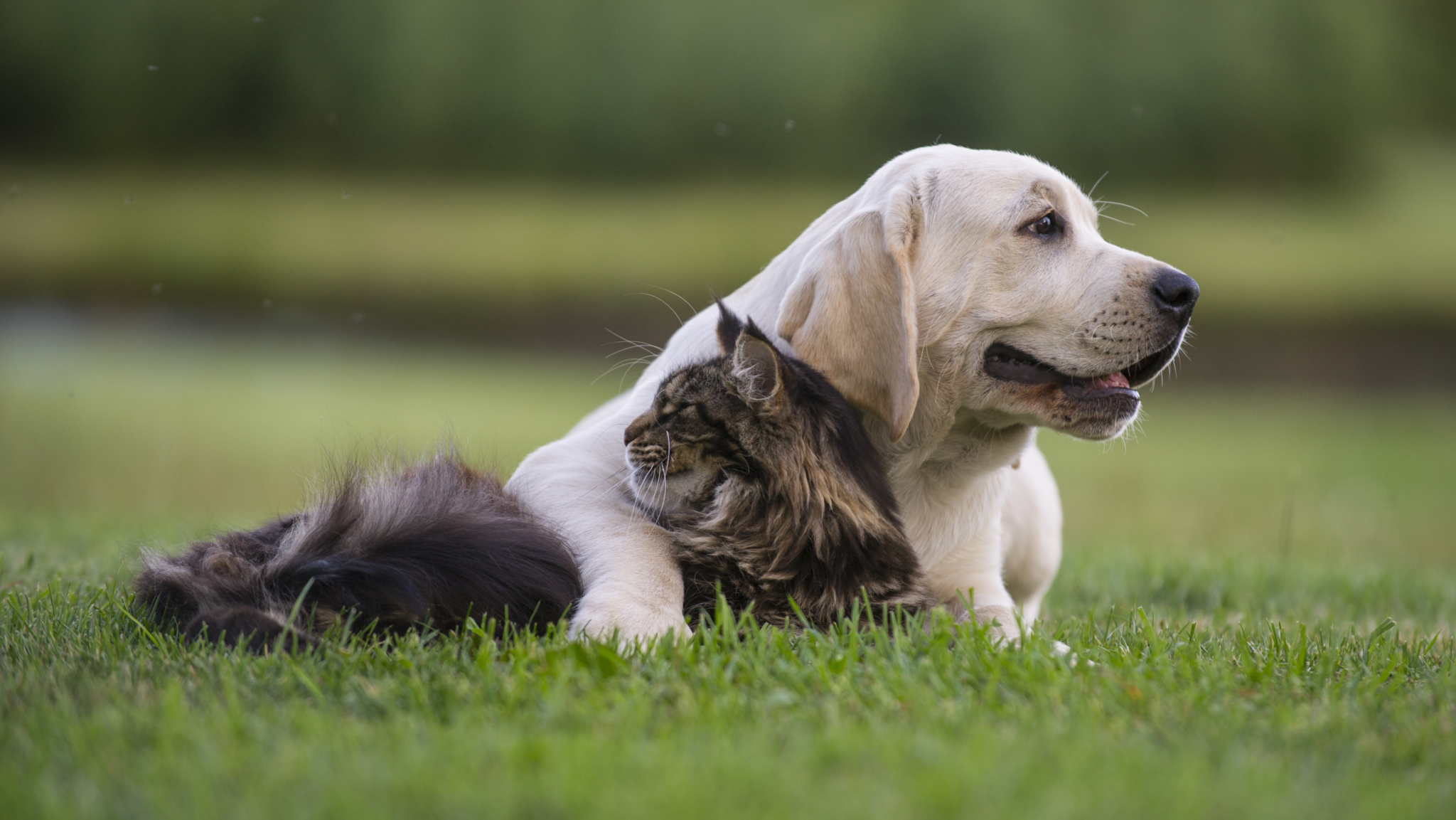 Ear Hematomas in Cats and Dogs Signs + Treatments FirstVet