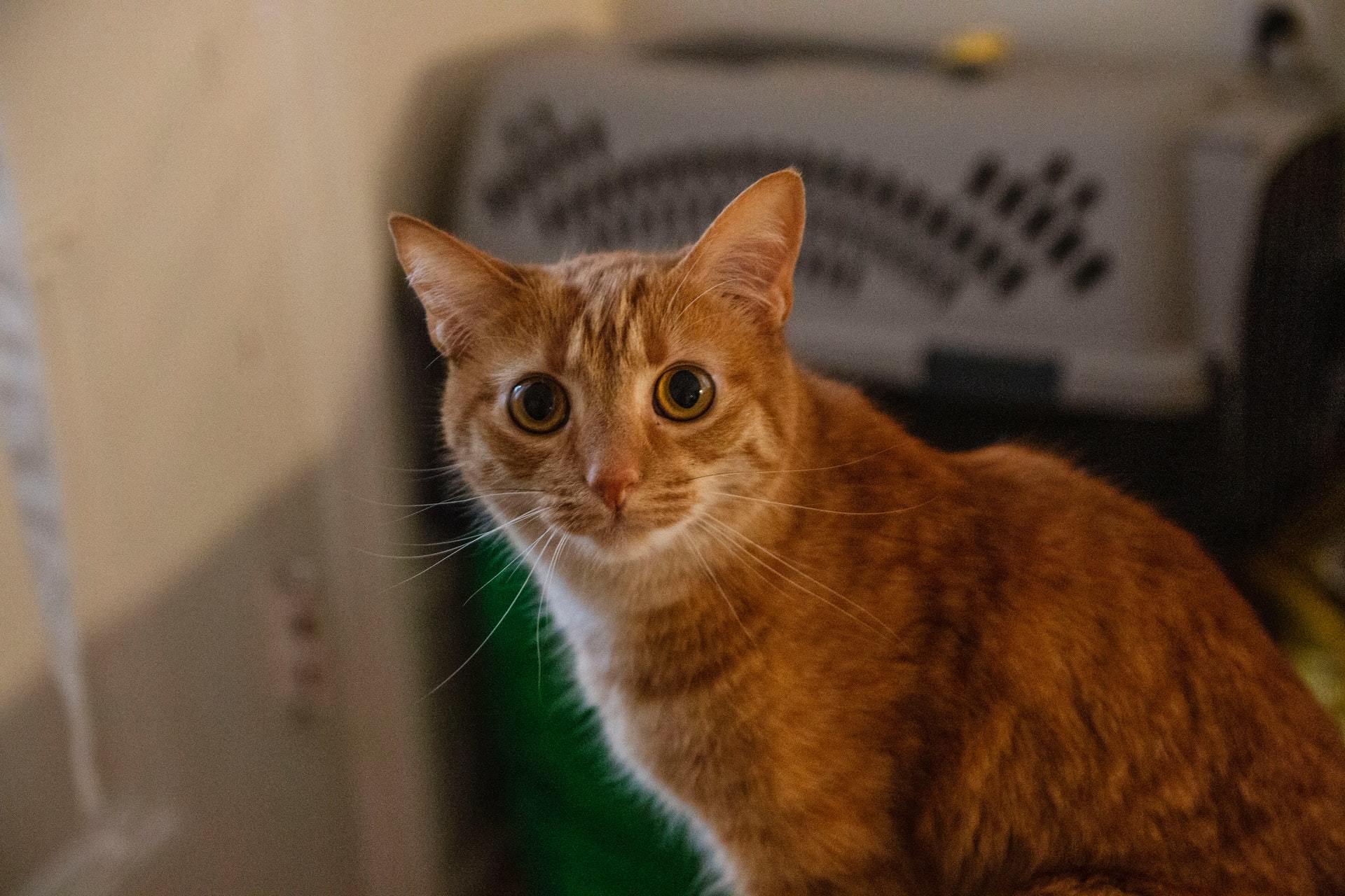 Katze Uriniert Häufig Kleine Mengen Quotes Marco