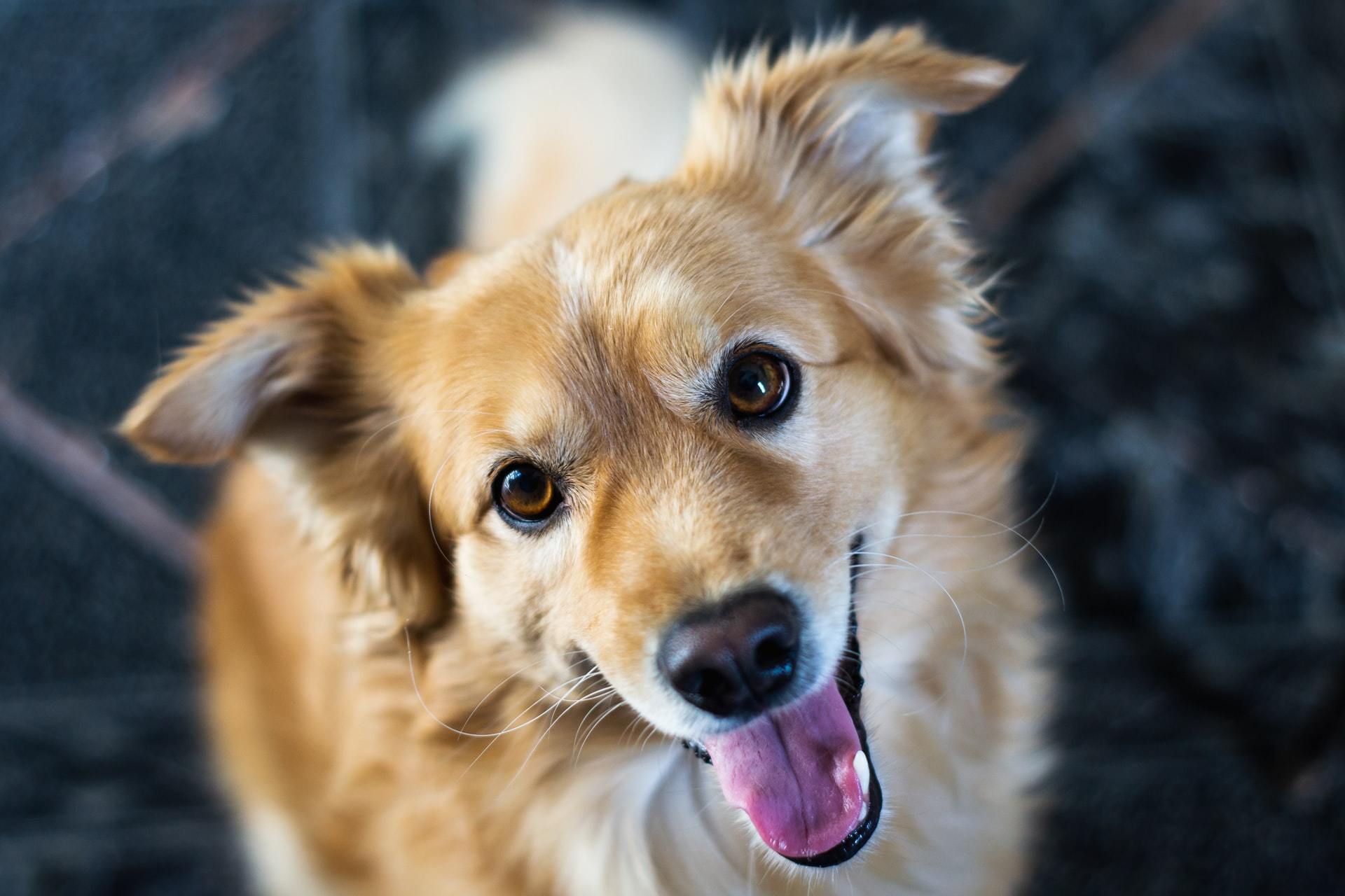 Causes and Treatment of Urinary Incontinence in Dogs FirstVet