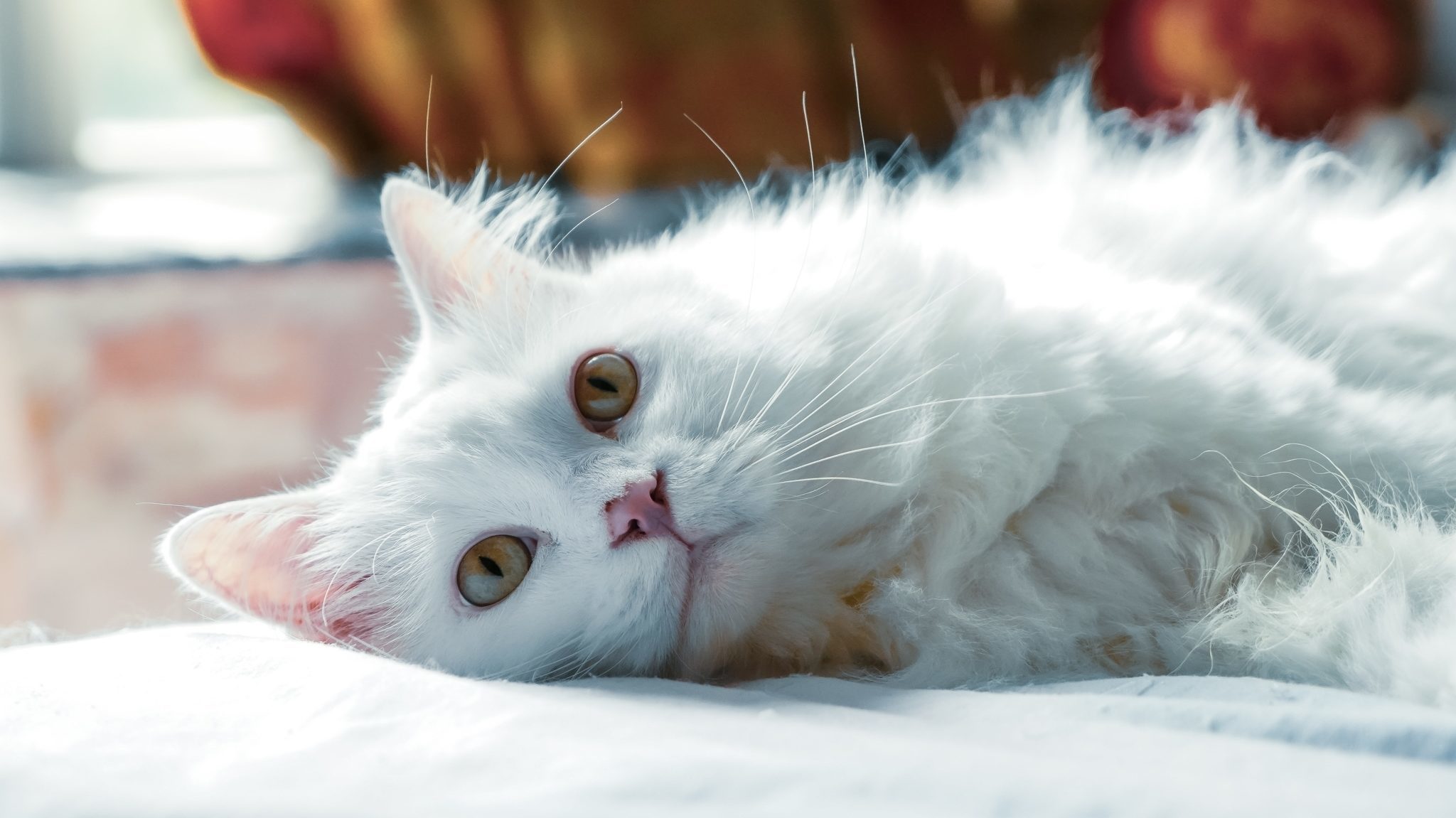 The importance of eye testing for your pet FirstVet
