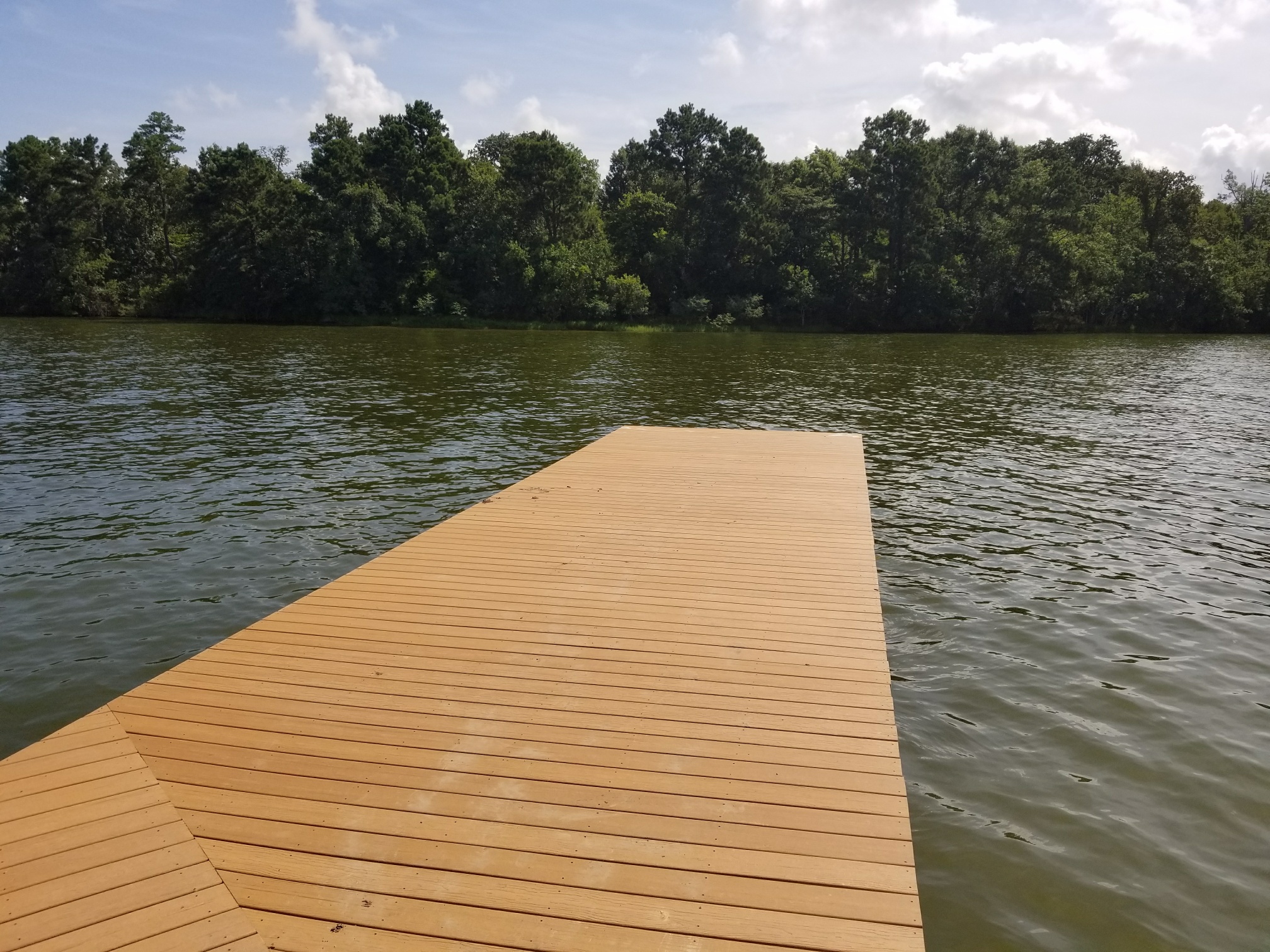 Shadow Lake Forest FirstWalk