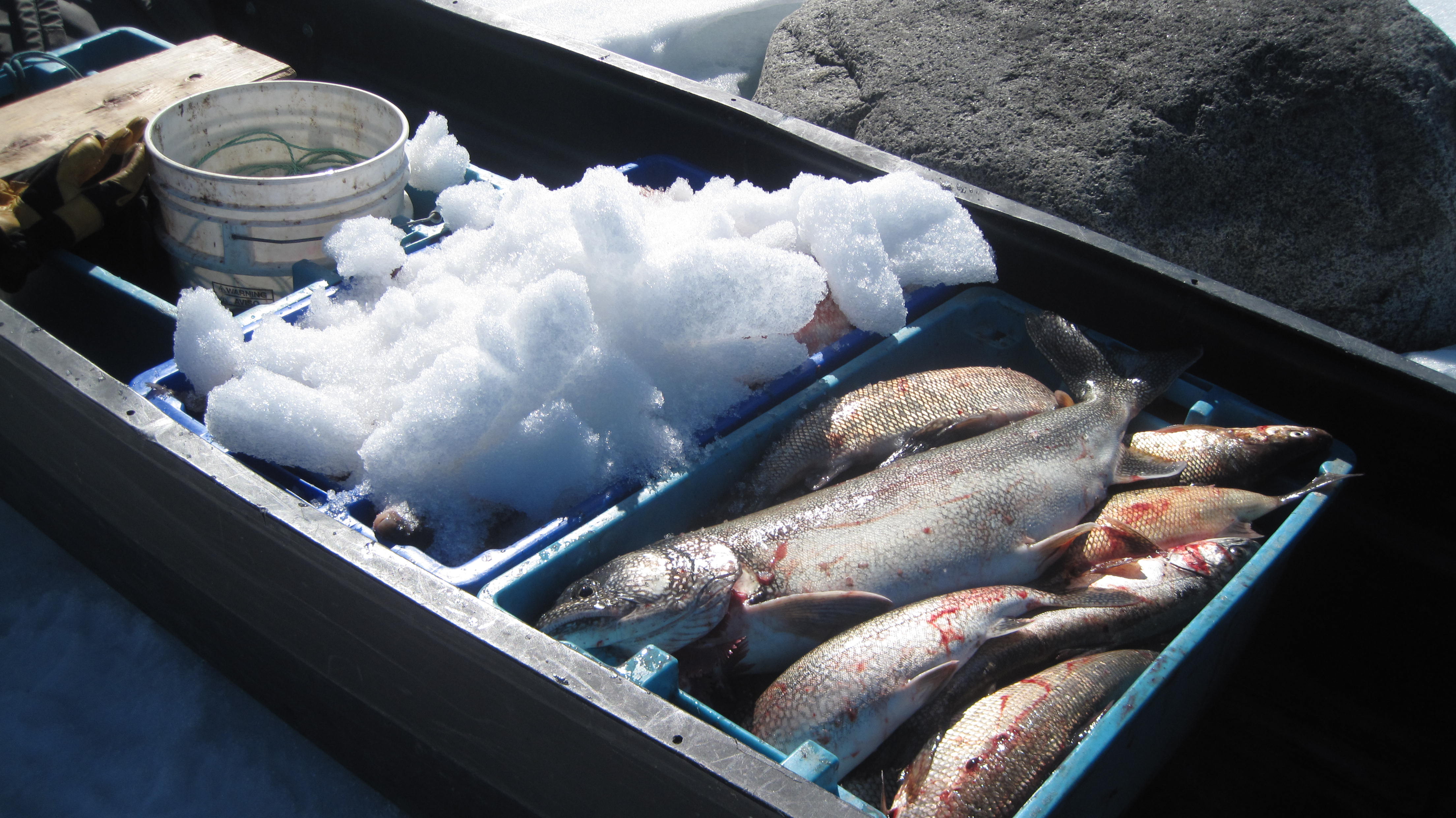A Spring Treat Atlin Lake Whitefish First We Eat