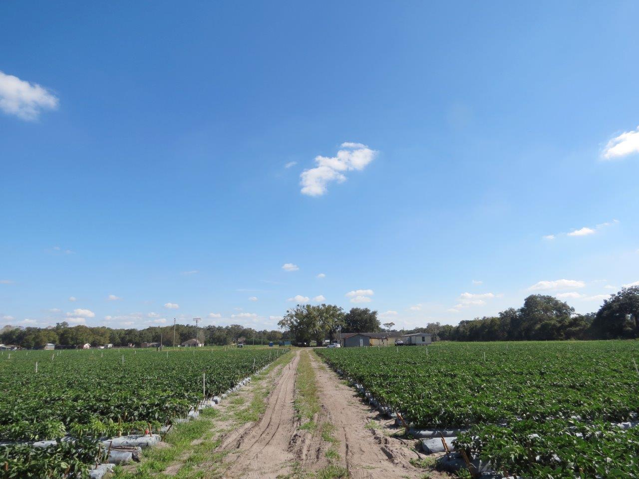 McIntosh Road Farm Homesite 20 Acres in Dover, Florida Fischbach Land