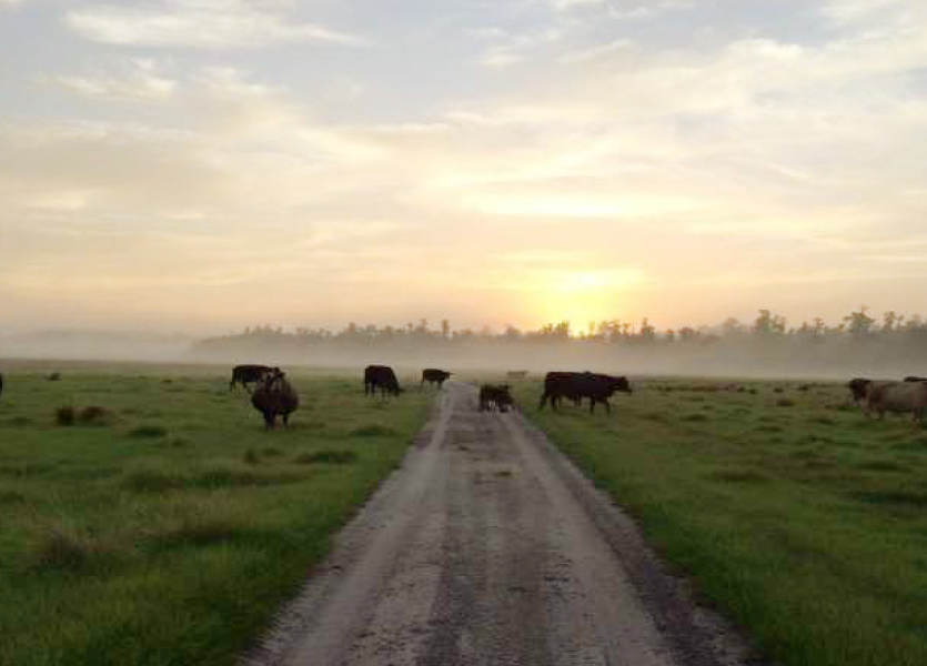 Davis Ranch in Hardee County Fischbach Land Company
