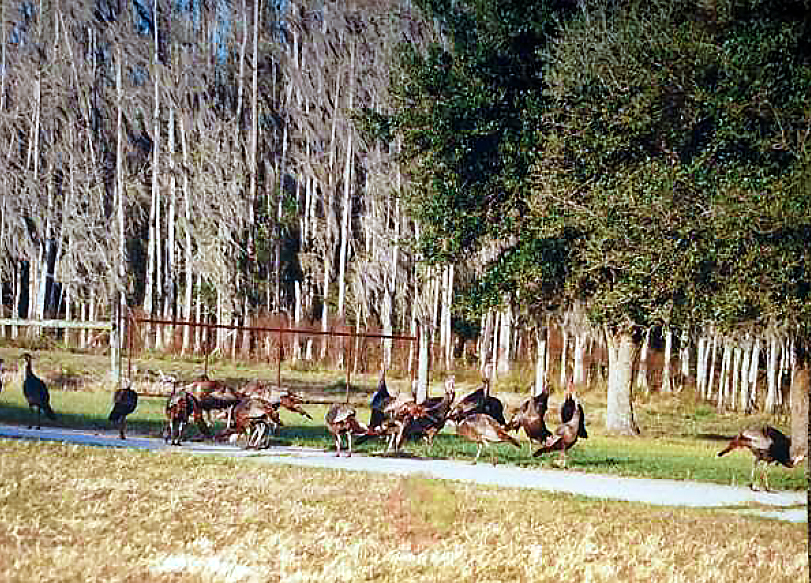 Davis Ranch in Hardee County Fischbach Land Company