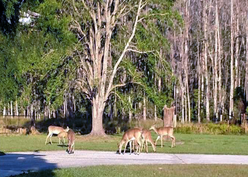 Davis Ranch in Hardee County Fischbach Land Company
