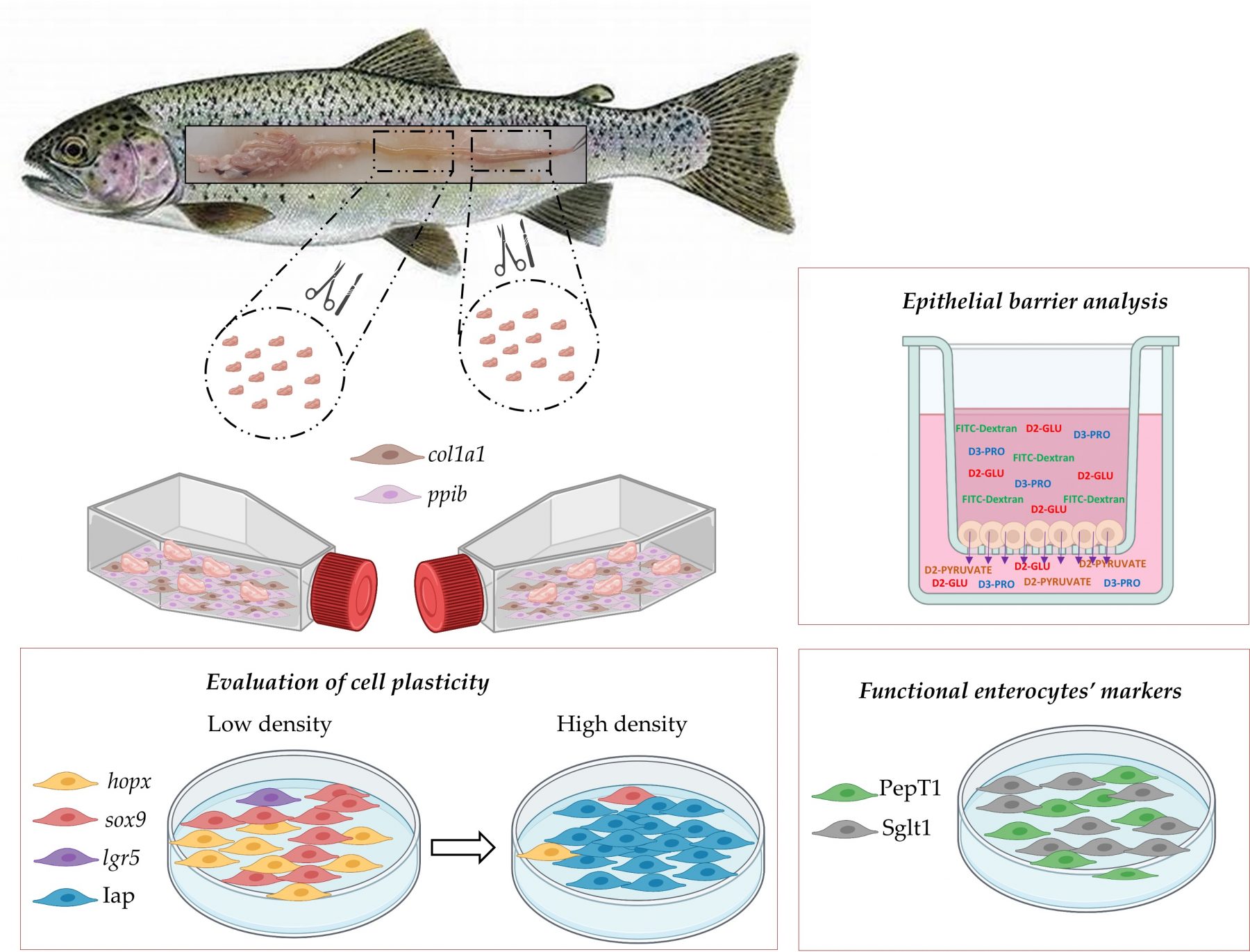 NEW FRONTIERS IN SUSTAINABLE AQUACULTURE CELL LINES DERIVED FROM THE