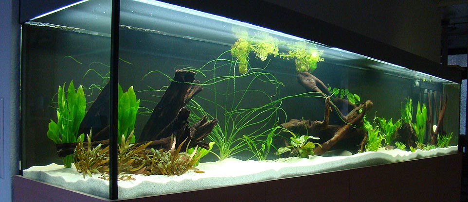 Kann ich ein Aquarium mit Plastikpflanzen ausstatten