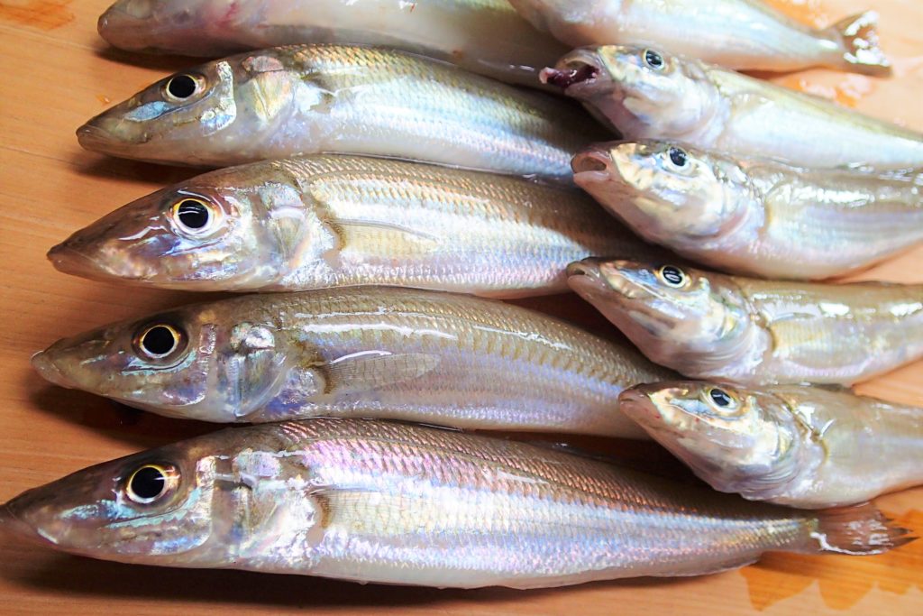 ちょい投げキス釣り 誘い方を工夫して食い渋りを攻略しよう！