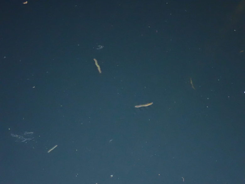 シーバス バチ抜けパターン攻略の基礎基本！ まるなか大衆鮮魚