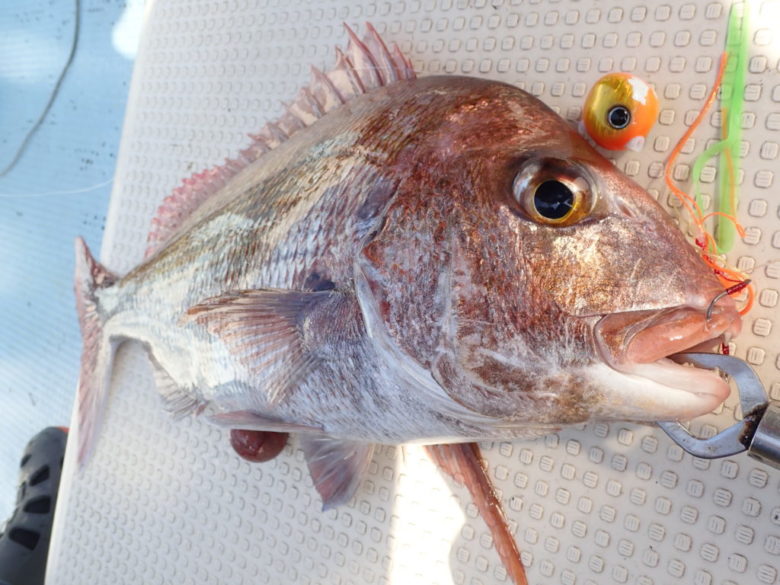 御前崎タイラバ釣行 高級魚満載の簡単ゲーム！
