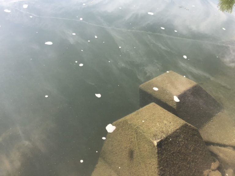 静岡テナガエビ釣行 良型交じり、癒しの釣り！