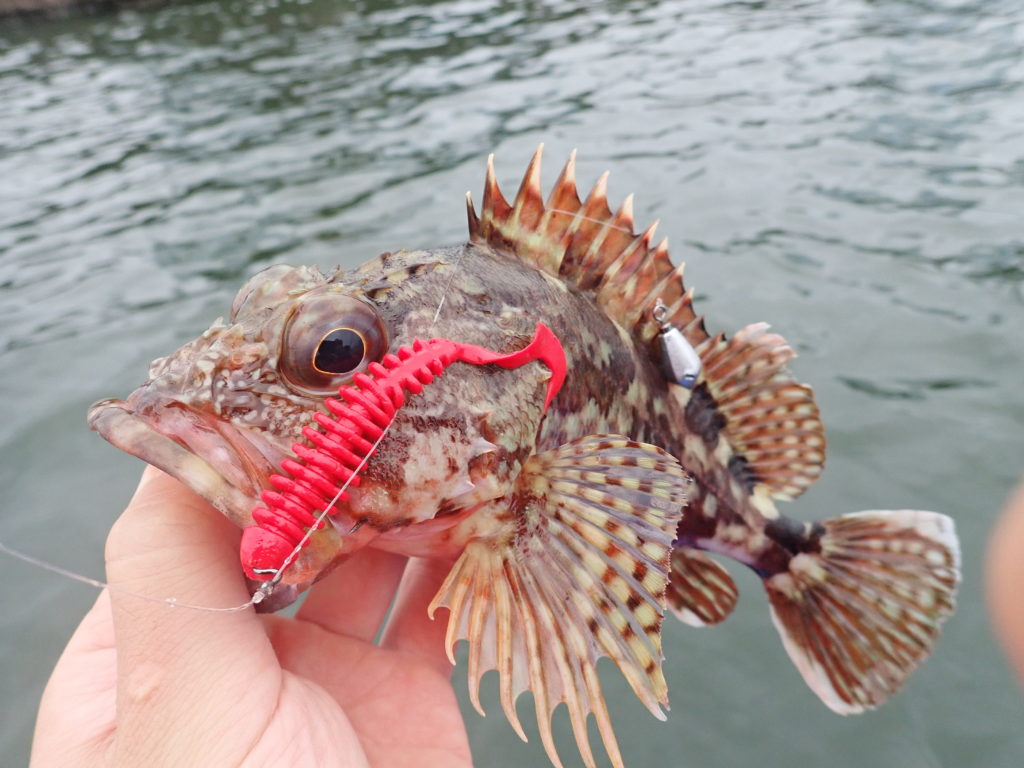 カサゴ・ガシラ用ジグヘッドの重さ選びと使い分けの基本を徹底解説！ まるなか大衆鮮魚