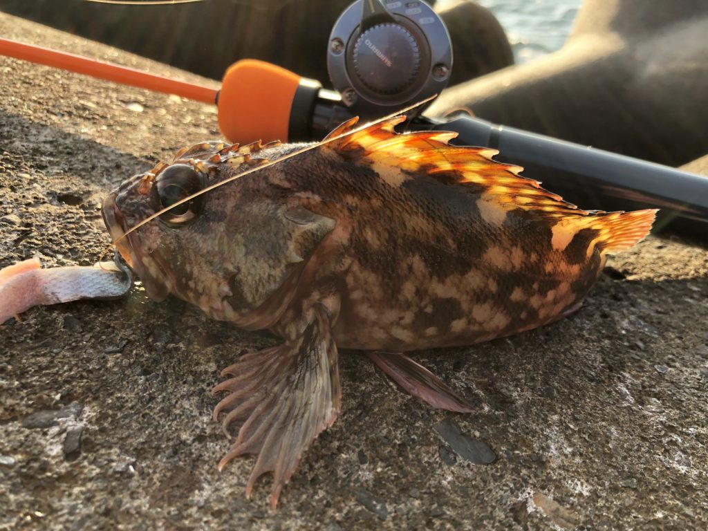 無料ダウンロード穴釣り 餌 すべての魚の画像