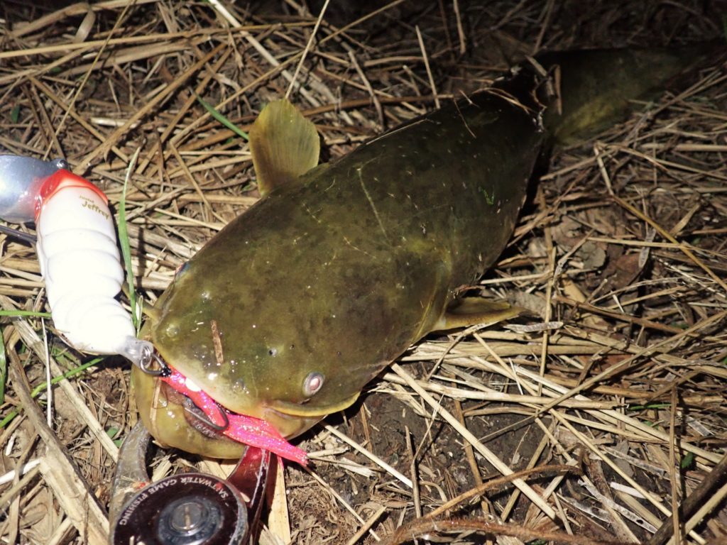 静岡ナマズ釣行 増水で高活性！