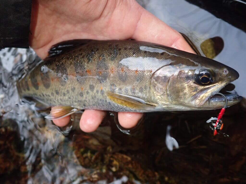 最安値に挑戦！ 釣り スプーンルアー 管釣り 渓流釣り トラウト スプーン ニジマス ヤマメ イワナ 万能ルアー 色からサイズ相違な24本入