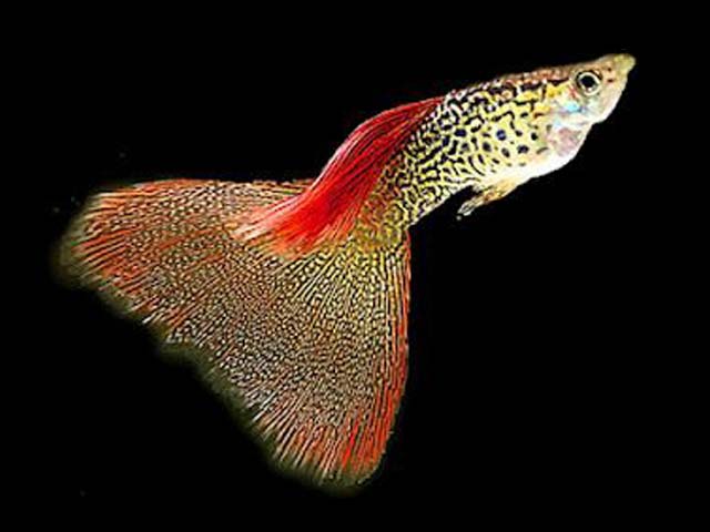 Guppy Fish Breeding How To Breed Guppies Fish Guppy