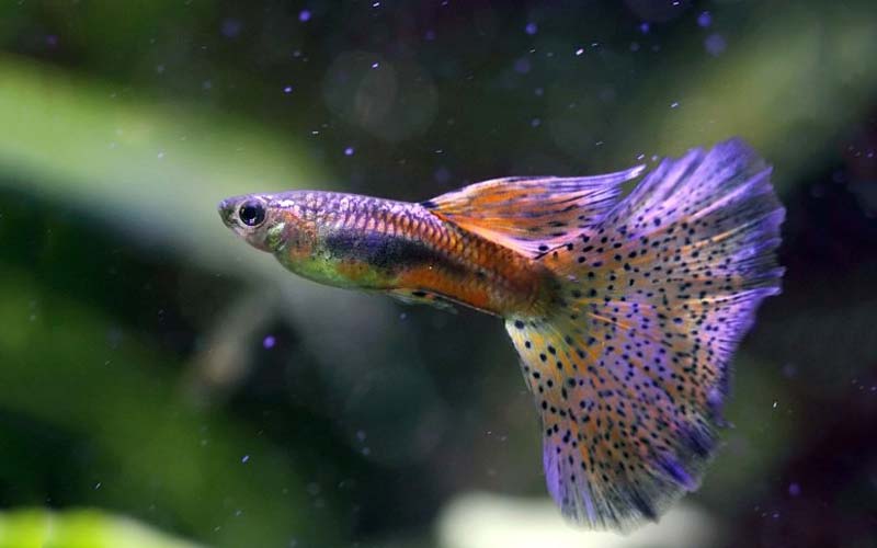 Guppy Fish Everything You Need To Know (Types, Price, Care, Food