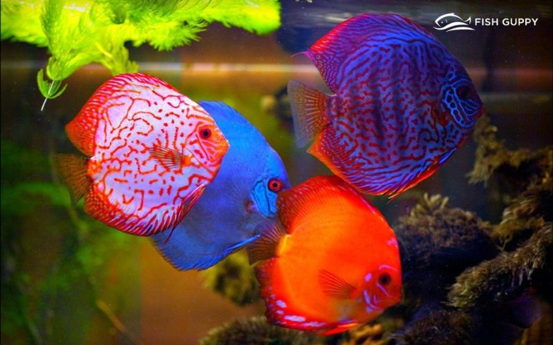Discus Fish Breeding and Information