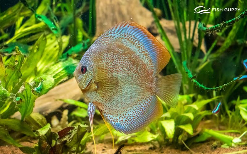 How to Prevent Discus Fish Diseases Essential Tips from a fishguppy