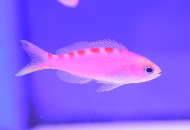 とっても可愛いピンク！！ ブログ FISH & PET ISHIHARA