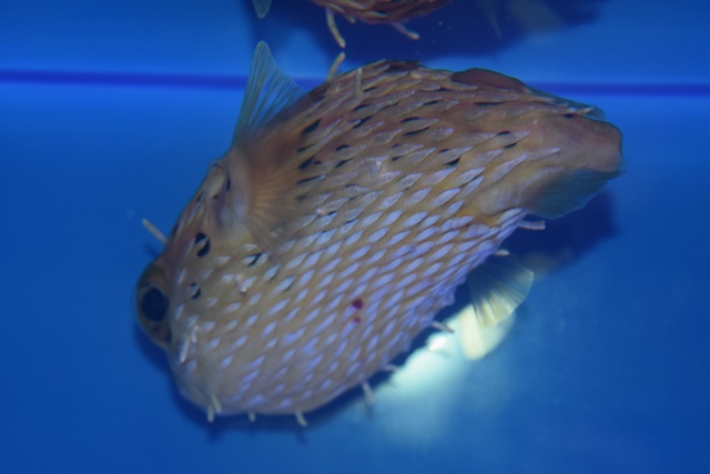 海水魚入荷！！ ブログ FISH & PET ISHIHARA