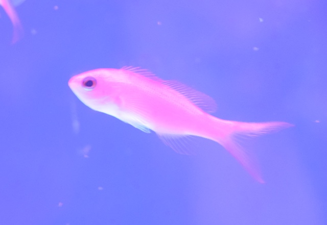海水魚入荷しました！！ ブログ FISH & PET ISHIHARA