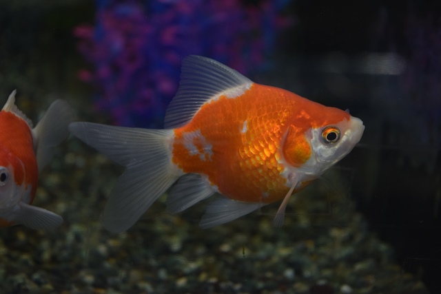 金魚入荷しています！！ ブログ FISH & PET ISHIHARA