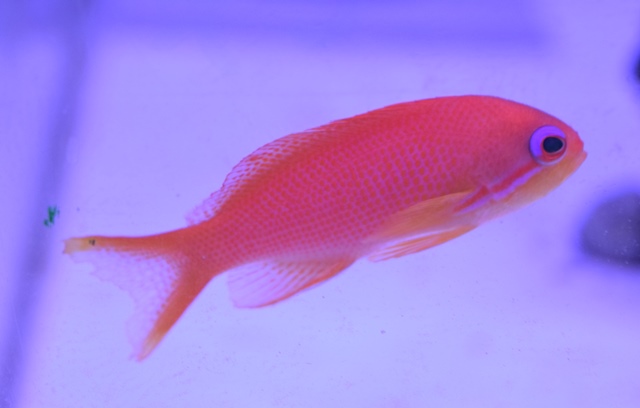 海水魚入荷しました！！ ブログ FISH & PET ISHIHARA
