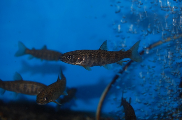 冷水魚特価販売いたします♫＋セール情報♫ ブログ FISH & PET ISHIHARA