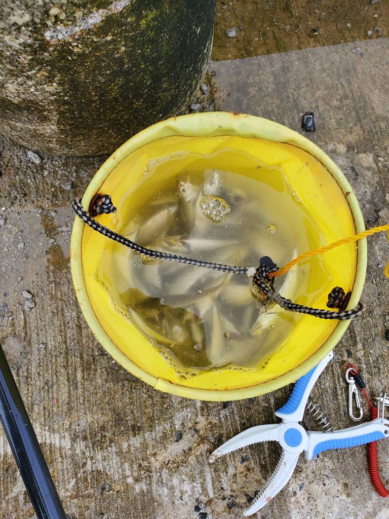 新潟 豆アジ釣り idreami fishing