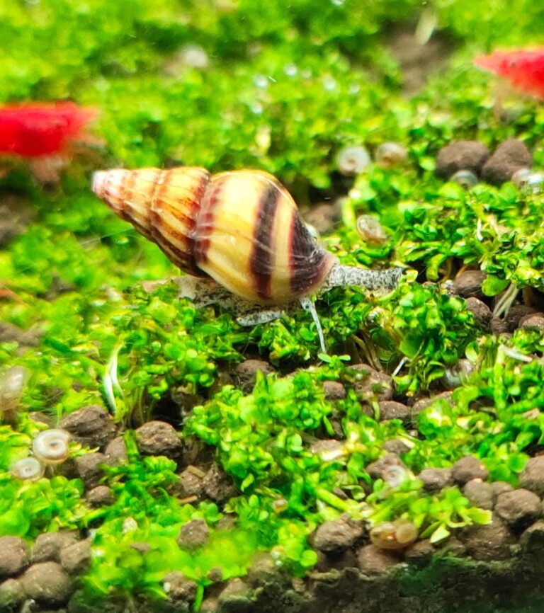 Assassin Snail Splashy Fin Live Fish Bangalore Only Shipping