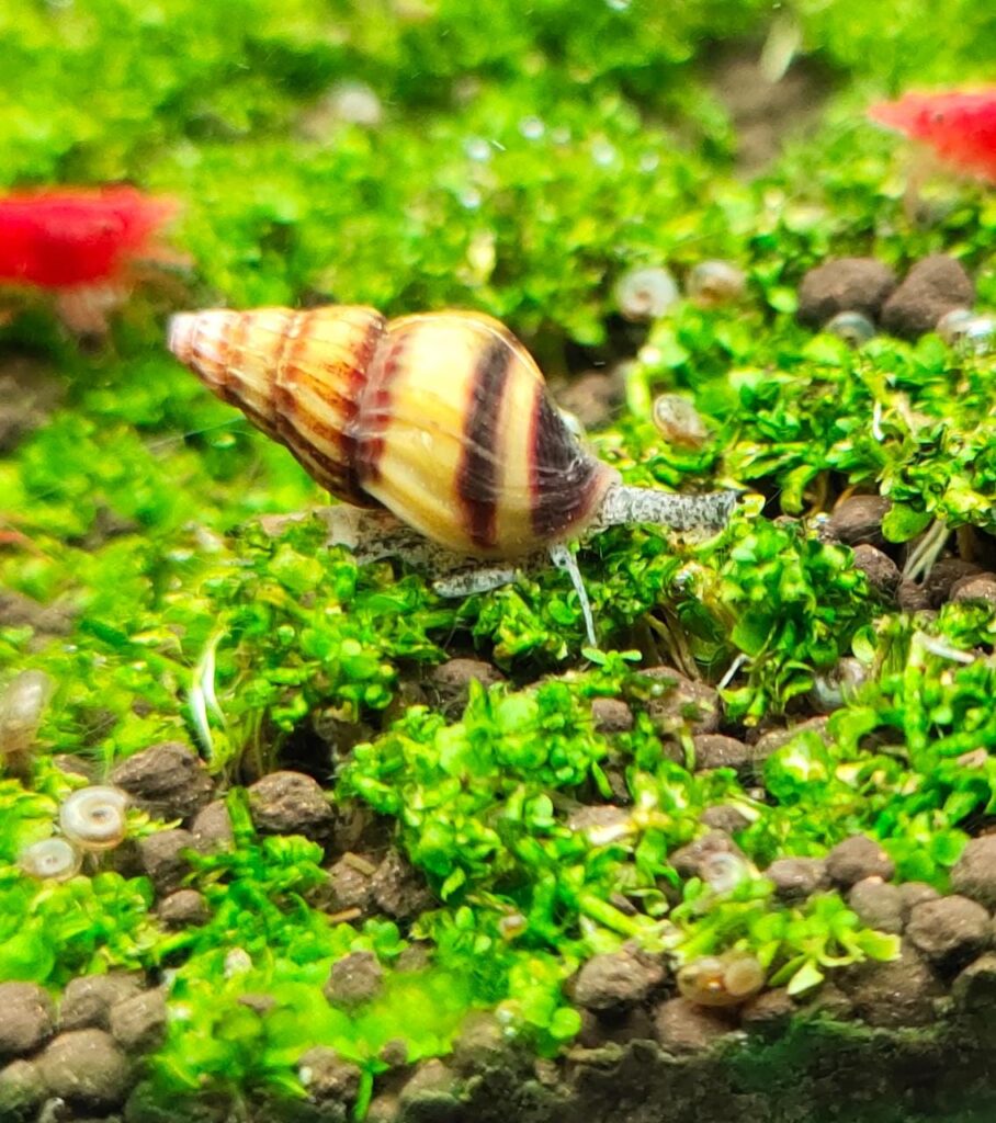 Assassin Snail Splashy Fin Live Fish Bangalore Only Shipping