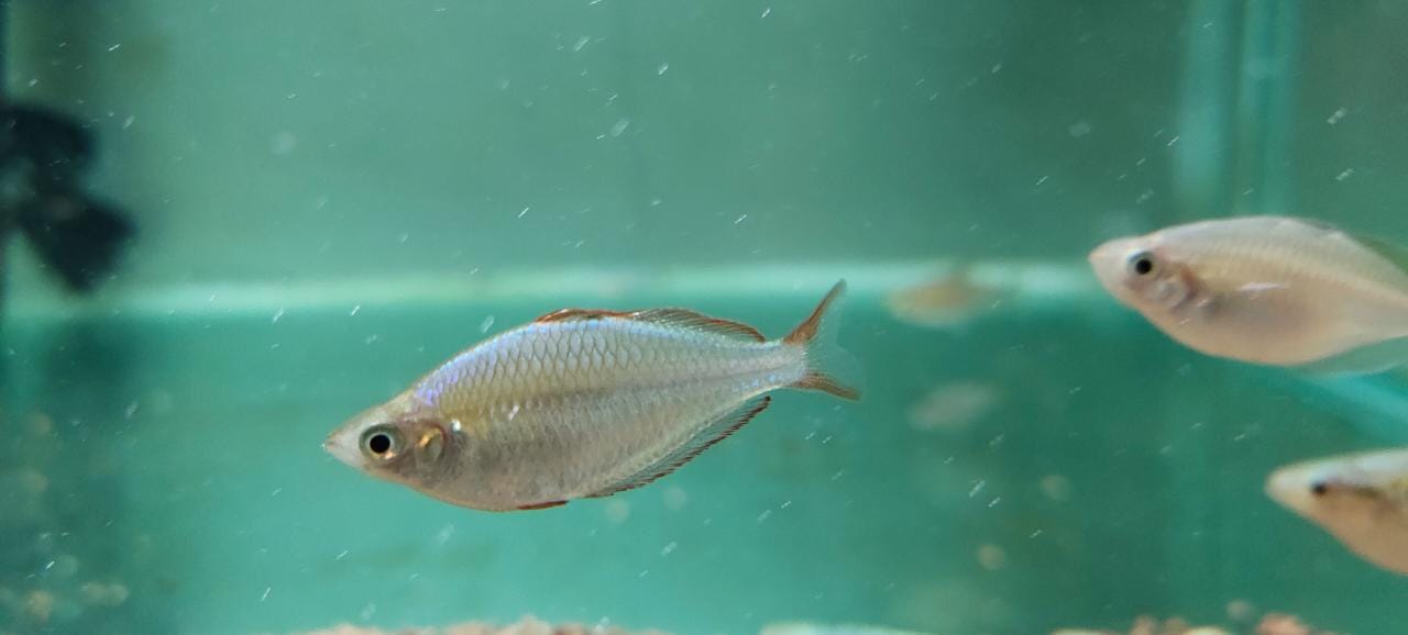 Blue Rainbow Splashy Fin Live Fish Bangalore Only Shipping