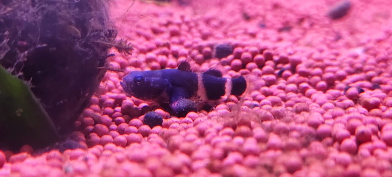 Bumblebee Goby Splashy Fin Live Fish Bangalore Only Shipping